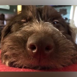 Meet your Posher, Suzanne